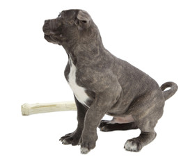 Pies rasy Cane-corso
