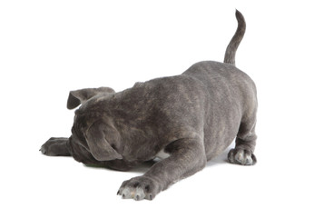 Obraz premium Pies Cane-corso