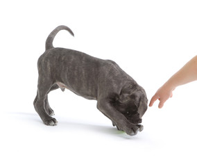 Pies Cane-corso © fotodrobik