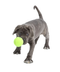 Pies Cane-corso © fotodrobik