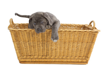 Pies Cane-corso © fotodrobik