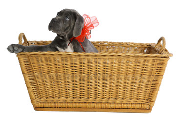 Pies rasowy Cane-corso