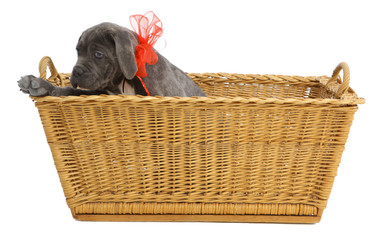 Pies rasowy Cane-corso