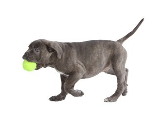 Pies rasy Cane-corso © fotodrobik