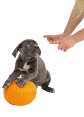 Pies razy Cane-corso