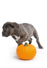 Pies razy Cane-corso