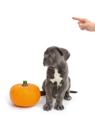 Pies razy Cane-corso