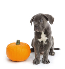 Pies razy Cane-corso