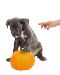 Pies razy Cane-corso