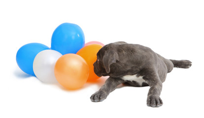 Pies rasowy Cane-corso © fotodrobik