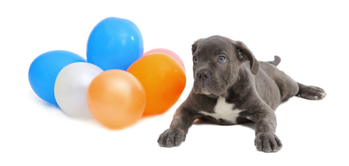 Pies rasowy Cane-corso © fotodrobik
