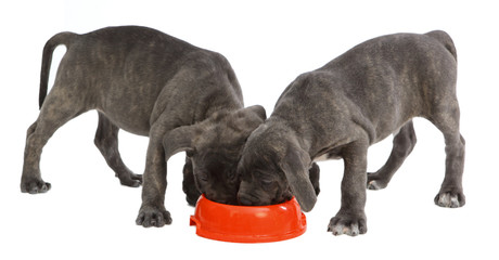 Pies rasy Cane-corso © fotodrobik