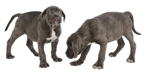 Pies rasy Cane-corso © fotodrobik