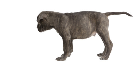 Pies rasowy Cane-corso