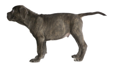 Pies rasowy Cane-corso