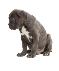 Pies rasowy Cane-corso
