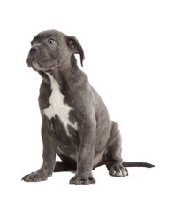 Pies rasowy Cane-corso