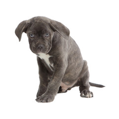Pies rasowy Cane-corso