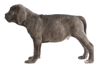 Pies rasowy Cane-corso