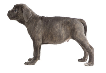 Pies rasowy Cane-corso