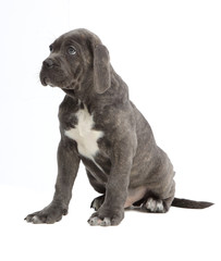 Obraz premium Pies rasowy Cane-corso