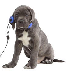 Pies rasowy Cane-corso