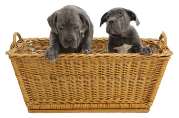 Pies rasowy Cane-corso