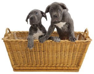 Pies rasowy Cane-corso