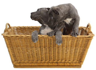 Pies rasowy Cane-corso