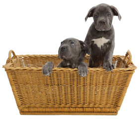 Pies rasowy Cane-corso