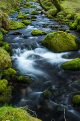Wild stream in old forest, water blurred in motion