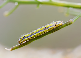 Caterpillar