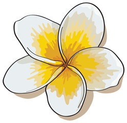 Tropical flowers plumeria isolated on white background.Vectors
