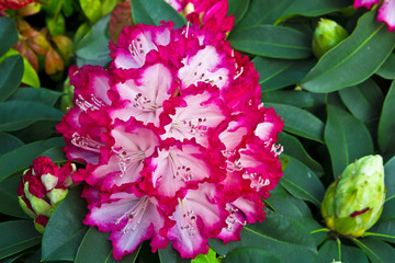 Large cluster of pink and white rhododendron flowers.