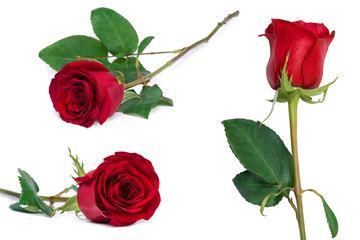 red rose set flower close-up isolated on white clipping path