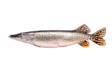 Pike fresh raw fish isolated on white background, clipping path