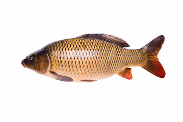 Carp fresh raw fish isolated on white background, clipping path