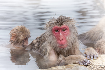 温泉を楽しむ　おじいさんと孫のおさる Monkey of the snowy hot spring