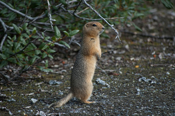 Naklejka na ściany i meble Arctic ground squirrel, Wrangell–St. EliasNP