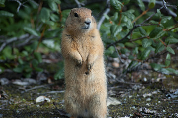 Naklejka na ściany i meble Arctic ground squirrel, Wrangell–St. Elias National Park, USA
