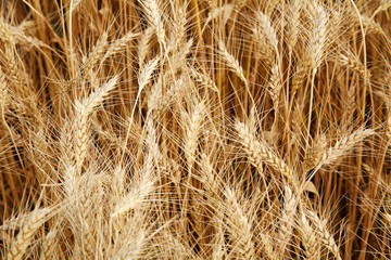 Closeup field of ripe yellow wheat