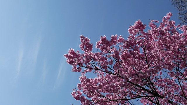 This scene is the cherry Chidorigafuchi in Tokyo.