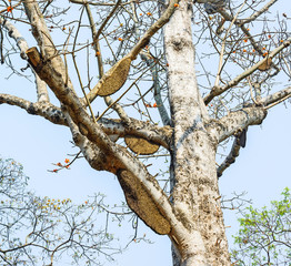 Fototapeta na wymiar Honeycomb or beehive on the big tree in forest