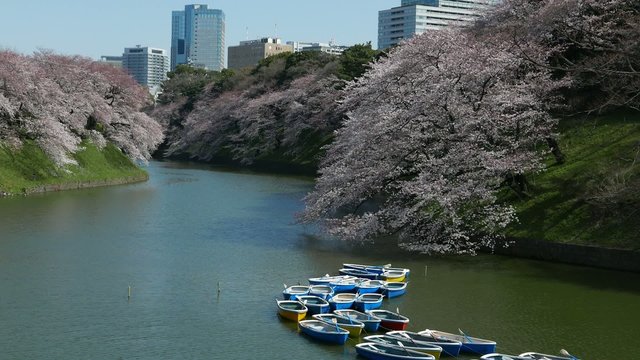 This scene is the cherry Chidorigafuchi in Tokyo.