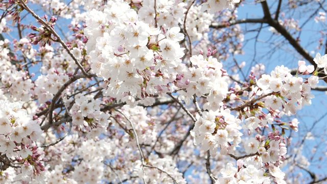 This scene is the cherry Chidorigafuchi in Tokyo.
