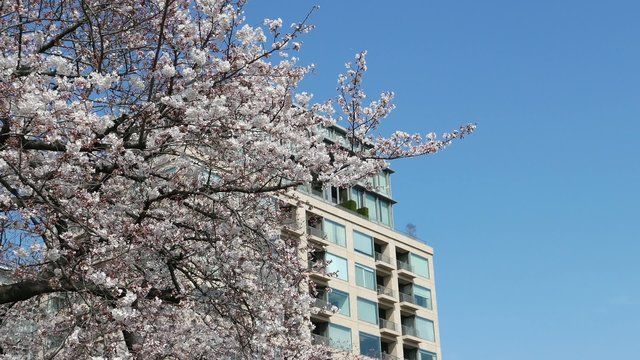 This scene is the cherry Chidorigafuchi in Tokyo.