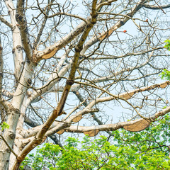Honeycomb or beehive on the big tree in forest