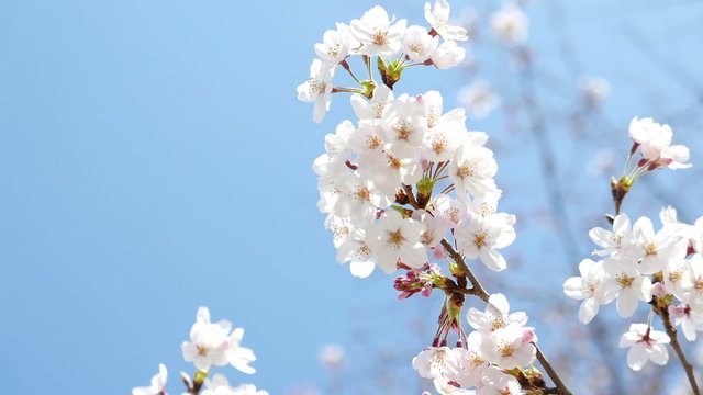 Cherry Blossom and Blue sky