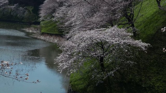This scene is the cherry Chidorigafuchi in Tokyo.