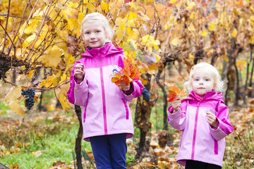 little girls with grape in autumnal vineyard